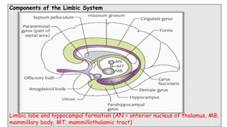 Comprehensive Overview of the Limbic System: Anatomy, Functions, and ...