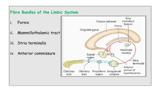 Comprehensive Overview of the Limbic System: Anatomy, Functions, and ...