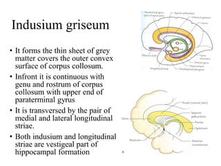 LIMBIC SYSTEM Anatomy mbbs jajajajajajajaja | PDF