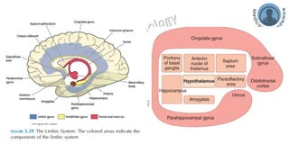 Limbic System - Hypothalamus, Amygdala and Hippocampus | PDF