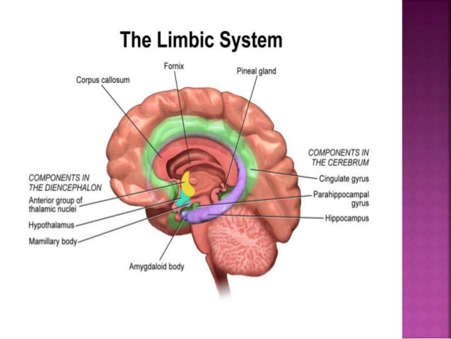 limbic system