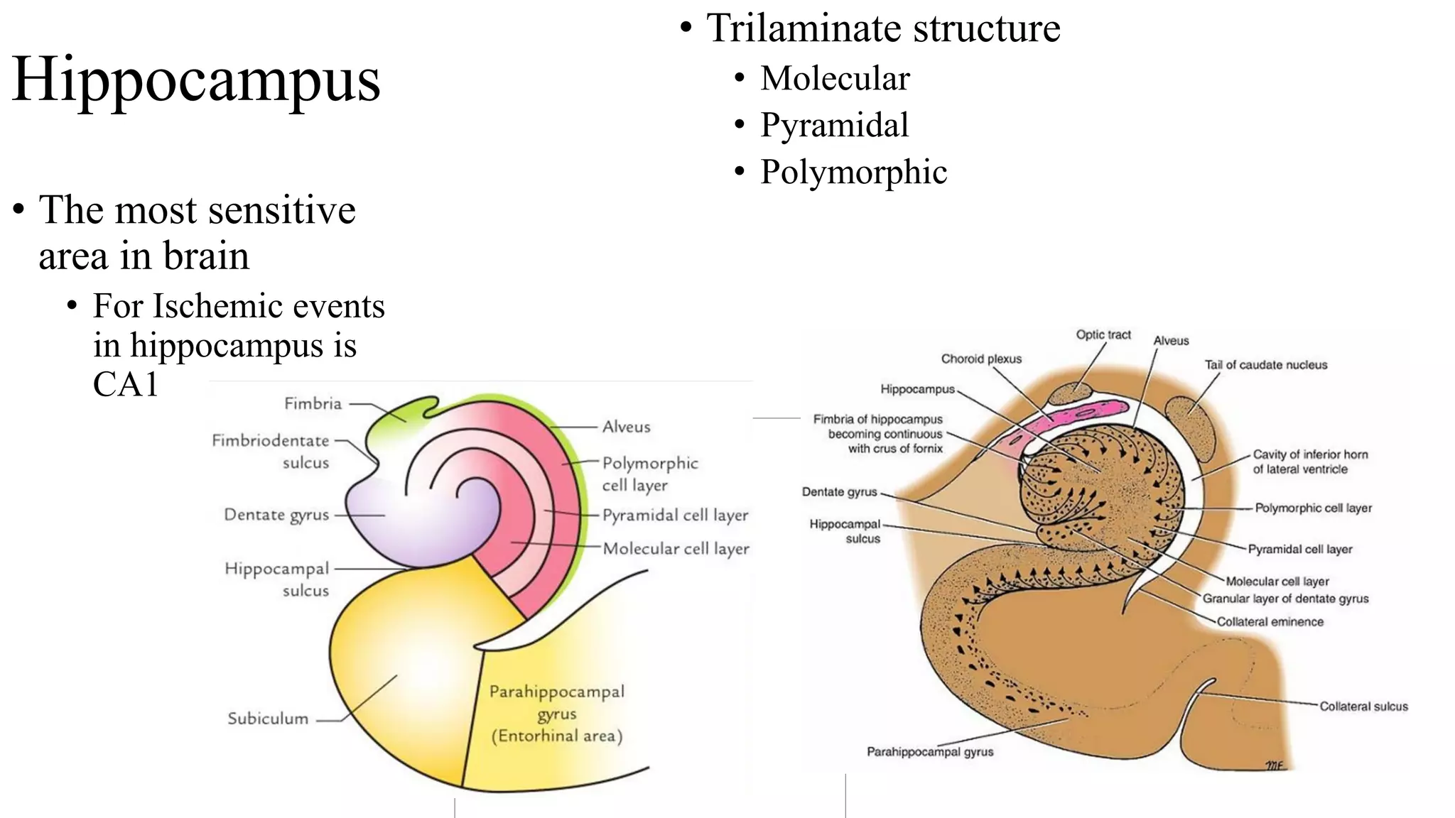 Limbic system anatomy | PDF
