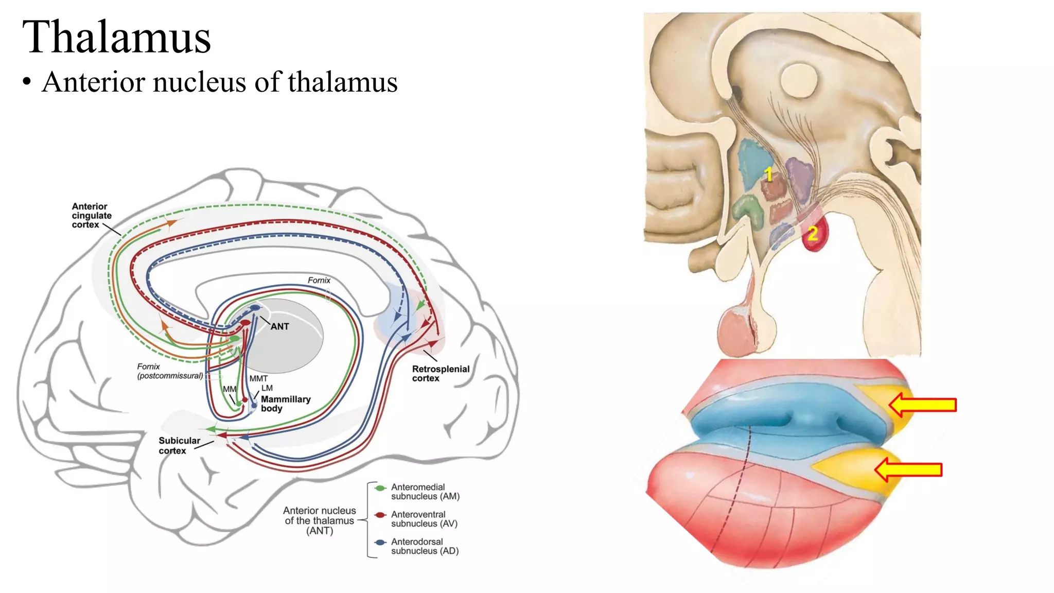 Limbic system anatomy | PDF