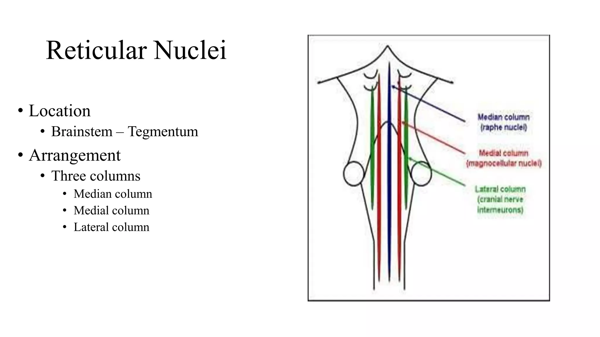 Limbic system anatomy | PDF
