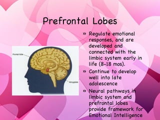 Prefrontal Lobes Regulate emotional responses, and are developed and connected with the limbic system early in life (8-18 mos). Continue to develop well into late adolescence Neural pathways in limbic system and prefrontal lobes provide framework for Emotional Intelligence 