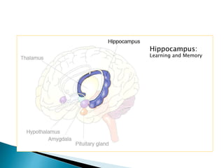 Hippocampus:
Learning and Memory
 