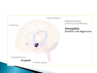 Hippocampus:
Learning and Memory
Amygdala:
Emotions and Aggression
 