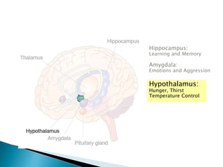 Hippocampus:
Learning and Memory
Amygdala:
Emotions and Aggression
Hypothalamus:
Hunger, Thirst
Temperature Control
 