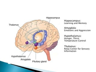 Hippocampus:
Learning and Memory
Amygdala:
Emotions and Aggression
Hypothalamus:
Hunger, Thirst
Temperature Control
Thalamus:
Relay Center for Sensory
Information
 