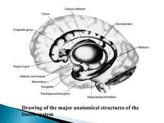 Drawing of the major anatomical structures of the
limbic system
 
