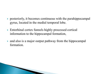  posteriorly, it becomes continuous with the parahippocampal
gyrus, located in the medial temporal lobe.
 Entorhinal cortex funnels highly processed cortical
information to the hippocampal formation,
 and also is a major output pathway from the hippocampal
formation.
 