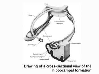 Drawing of a cross-sectional view of the
hippocampal formation
 
