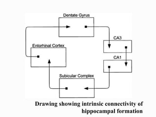 Drawing showing intrinsic connectivity of
hippocampal formation
 