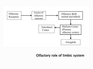 Olfactory role of limbic system
 