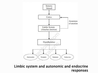 Limbic system and autonomic and endocrine
responses
 