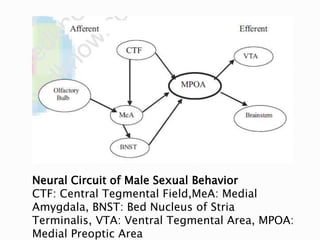 Neural Circuit of Male Sexual Behavior
CTF: Central Tegmental Field,MeA: Medial
Amygdala, BNST: Bed Nucleus of Stria
Terminalis, VTA: Ventral Tegmental Area, MPOA:
Medial Preoptic Area
 
