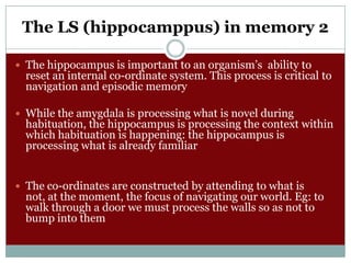 The LS (hippocamppus) in memory 2
 The hippocampus is important to an organism’s ability to

reset an internal co-ordinate system. This process is critical to
navigation and episodic memory

 While the amygdala is processing what is novel during

habituation, the hippocampus is processing the context within
which habituation is happening: the hippocampus is
processing what is already familiar

 The co-ordinates are constructed by attending to what is

not, at the moment, the focus of navigating our world. Eg: to
walk through a door we must process the walls so as not to
bump into them

 
