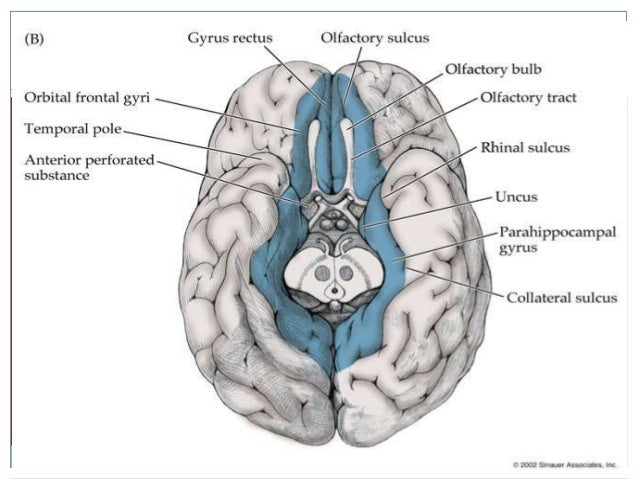 Limbic system by dr ali