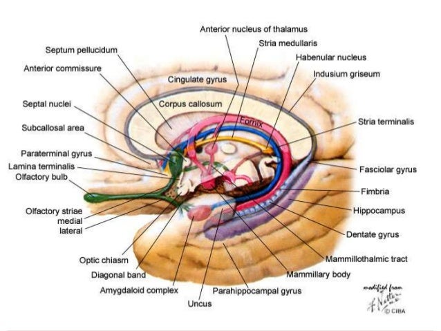 limbic system