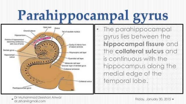 Limbic system Neuroanatomy (Dr Muhammad Zeeshan Anwar)