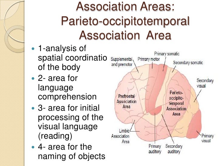 limbic system and cortex of the brain posterior association area