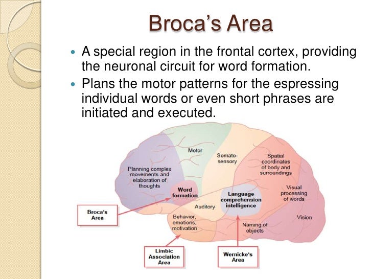 Limbic System and Cortex of the Brain