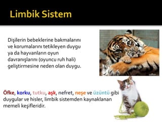 Dişilerin bebeklerine bakmalarını 
ve korumalarını tetikleyen duygu 
ya da hayvanların oyun 
davranışlarını (oyuncu ruh hali) 
geliştirmesine neden olan duygu. 
Öfke, korku, tutku, aşk, nefret, neşe ve üzüntü gibi 
duygular ve hisler, limbik sistemden kaynaklanan 
memeli keşifleridir. 
 