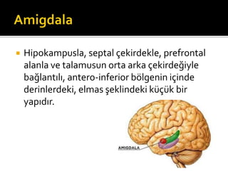  Hipokampusla, septal çekirdekle, prefrontal 
alanla ve talamusun orta arka çekirdeğiyle 
bağlantılı, antero-inferior bölgenin içinde 
derinlerdeki, elmas şeklindeki küçük bir 
yapıdır. 
 