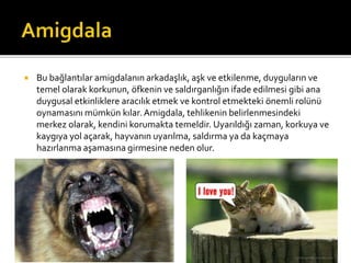  Bu bağlantılar amigdalanın arkadaşlık, aşk ve etkilenme, duyguların ve 
temel olarak korkunun, öfkenin ve saldırganlığın ifade edilmesi gibi ana 
duygusal etkinliklere aracılık etmek ve kontrol etmekteki önemli rolünü 
oynamasını mümkün kılar. Amigdala, tehlikenin belirlenmesindeki 
merkez olarak, kendini korumakta temeldir. Uyarıldığı zaman, korkuya ve 
kaygıya yol açarak, hayvanın uyarılma, saldırma ya da kaçmaya 
hazırlanma aşamasına girmesine neden olur. 
 