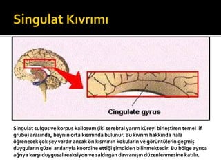 Singulat sulgus ve korpus kallosum (iki serebral yarım küreyi birleştiren temel lif 
grubu) arasında, beynin orta kısmında bulunur. Bu kıvrım hakkında hala 
öğrenecek çok şey vardır ancak ön kısmının kokuların ve görüntülerin geçmiş 
duyguların güzel anılarıyla koordine ettiği şimdiden bilinmektedir. Bu bölge ayrıca 
ağrıya karşı duygusal reaksiyon ve saldırgan davranışın düzenlenmesine katılır. 
 