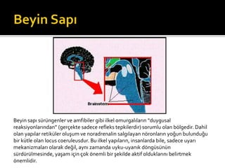 Beyin sapı sürüngenler ve amfibiler gibi ilkel omurgalıların “duygusal 
reaksiyonlarından” (gerçekte sadece refleks tepkilerdir) sorumlu olan bölgedir. Dahil 
olan yapılar retiküler oluşum ve noradrenalin salgılayan nöronların yoğun bulunduğu 
bir kütle olan locus coeruleusdur. Bu ilkel yapıların, insanlarda bile, sadece uyarı 
mekanizmaları olarak değil, aynı zamanda uyku-uyanık döngüsünün 
sürdürülmesinde, yaşam için çok önemli bir şekilde aktif olduklarını belirtmek 
önemlidir. 
 