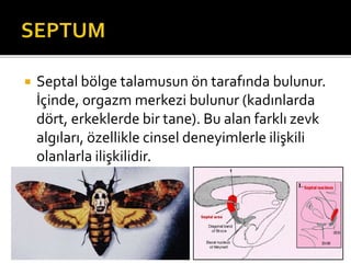  Septal bölge talamusun ön tarafında bulunur. 
İçinde, orgazm merkezi bulunur (kadınlarda 
dört, erkeklerde bir tane). Bu alan farklı zevk 
algıları, özellikle cinsel deneyimlerle ilişkili 
olanlarla ilişkilidir. 
 