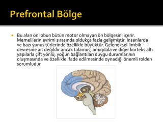  Bu alan ön lobun bütün motor olmayan ön bölgesini içerir. 
Memelilerin evrimi sırasında oldukça fazla gelişmiştir. İnsanlarda 
ve bazı yunus türlerinde özellikle büyüktür. Geleneksel limbik 
devresine ait değildir ancak talamus, amigdala ve diğer korteks altı 
yapılarla çift yönlü, yoğun bağlantıları duygu durumlarının 
oluşmasında ve özellikle ifade edilmesinde oynadığı önemli rolden 
sorumludur 
 