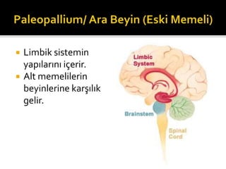  Limbik sistemin 
yapılarını içerir. 
 Alt memelilerin 
beyinlerine karşılık 
gelir. 
 