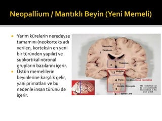  Yarım kürelerin neredeyse 
tamamını (neokorteks adı 
verilen, korteksin en yeni 
bir türünden yapılır) ve 
subkortikal nöronal 
grupların bazılarını içerir. 
 Üstün memelilerin 
beyinlerine karşılık gelir, 
yani primatları ve bu 
nedenle insan türünü de 
içerir. 
 