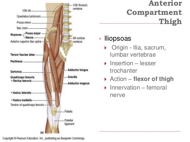Limbs applied anatomy 2015