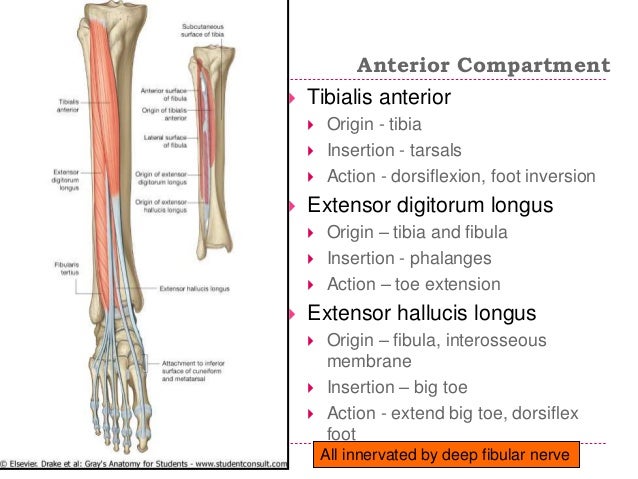 tibialis anterior paresthesis Dermatomes and myotomes - an overview the muscle predominantly innervated at this root nerve level is the tibialis anterior since numbness and tingling. tibialis anterior paresthesis Dermatomes and myotomes - an overview the muscle predominantly innervated at this root nerve level is the tibialis anterior since numbness and tingling.