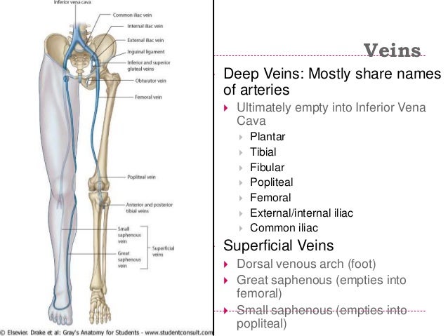 Limbs applied anatomy 2015
