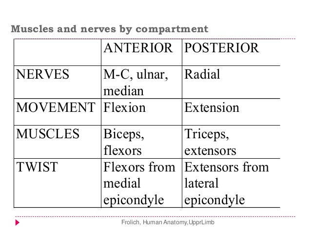 Limbs applied anatomy 2015