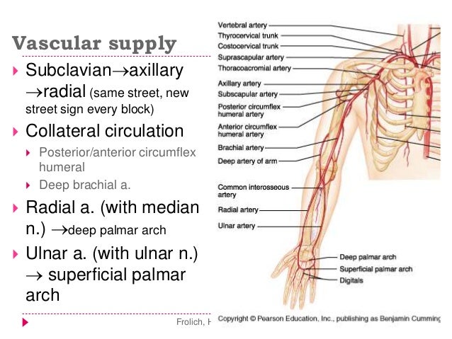 Limbs applied anatomy 2015