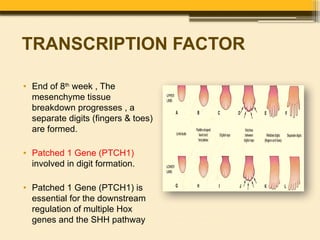 Development of Limbs by Dr. Rabia Inam Gandapore.pptx