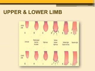 Development of Limbs by Dr. Rabia Inam Gandapore.pptx