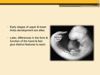 Development of Limbs by Dr. Rabia Inam Gandapore.pptx