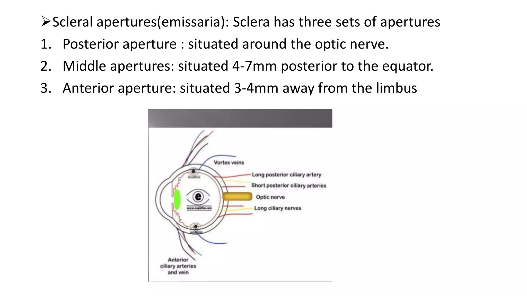 Scleral apertures(emissaria): Sclera has three sets of apertures
1. Posterior aperture : situated around the optic nerve.
2. Middle apertures: situated 4-7mm posterior to the equator.
3. Anterior aperture: situated 3-4mm away from the limbus
 