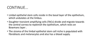 CONTINUE…
• Limbal epithelial stem cells reside in the basal layer of the epithelium,
which undulates at the limbus.
• Daughter transient amplifying cells (TACs) divide and migrate towards
the central cornea to replenish the epithelium, which rests on
Bowmans layer .
• The stroma of the limbal epithelial stem cell niche is populated with
fibroblasts and melanocytes and also has a blood supply.
 
