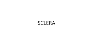 SCLERA
 