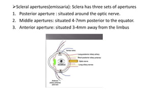 Scleral apertures(emissaria): Sclera has three sets of apertures
1. Posterior aperture : situated around the optic nerve.
2. Middle apertures: situated 4-7mm posterior to the equator.
3. Anterior aperture: situated 3-4mm away from the limbus
 