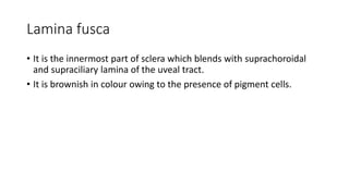 Lamina fusca
• It is the innermost part of sclera which blends with suprachoroidal
and supraciliary lamina of the uveal tract.
• It is brownish in colour owing to the presence of pigment cells.
 