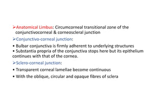 Anatomical Limbus: Circumcorneal transitional zone of the
conjunctivocorneal & corneoscleral junction
Conjunctivo-corneal junction:
• Bulbar conjunctiva is firmly adherent to underlying structures
• Substantia propria of the conjunctiva stops here but its epithelium
continues with that of the cornea.
Sclero-corneal junction:
• Transparent corneal lamellae become continuous
• With the oblique, circular and opaque fibres of sclera
 