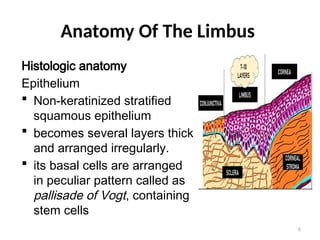 Limbus Tissue anatomy of limbus and anterior chamber .pptx